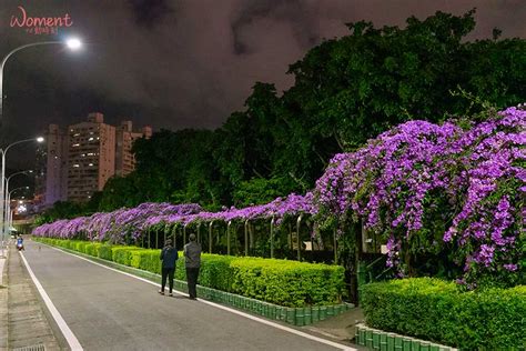 泰山特產|新北泰山一日遊，紫色瀑布來了！逛逛「私房花園」、尖凍山步道。